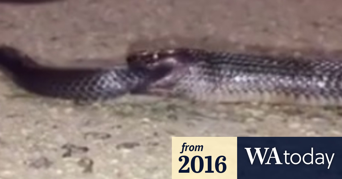 Snake eaten alive by snake near Toowoomba